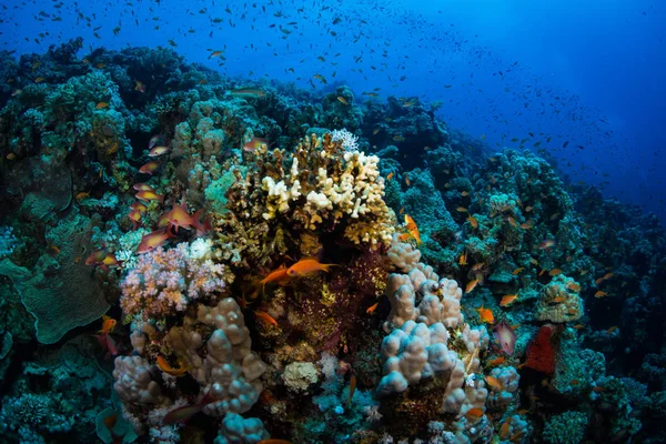 Tropiska Fiskar Bakgrund Korallrev Röda Havet Sharm Sheikh Egypten — Stockfoto