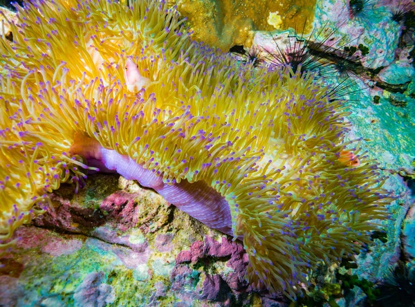 Parlak Büyük Anemone Halı Yakınında Koh Tao Tayland — Stok fotoğraf