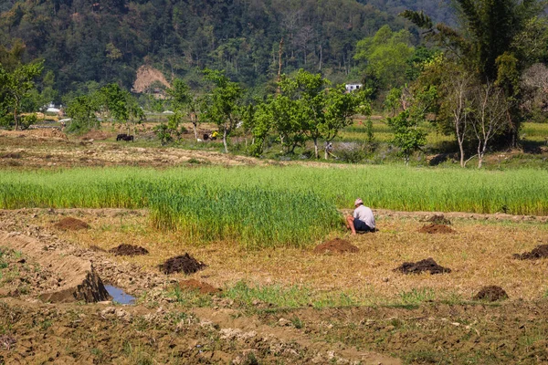 Resa Genom Nepal Sevärdheter Dagtid Syn Natur Och Växter Sydasien — Stockfoto