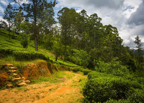 Bella Piantagione Verde Agricolo Sri Lanka — Foto Stock