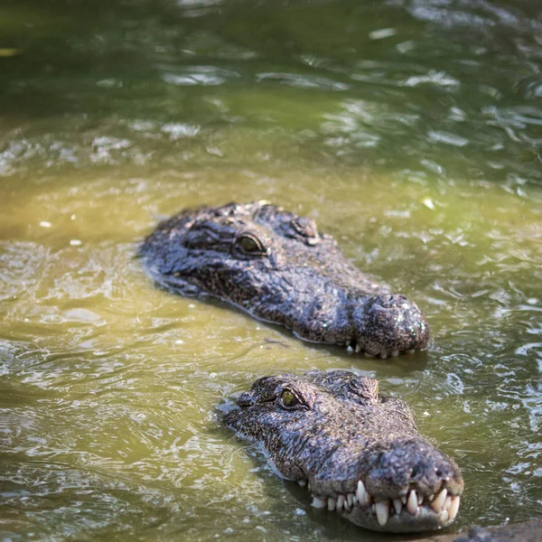 Crocodilos Reserva Indiana — Fotografia de Stock