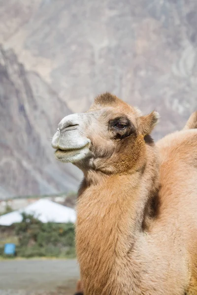 Wielbłąd Pustyni Środku Indyjskich Himalajach — Zdjęcie stockowe
