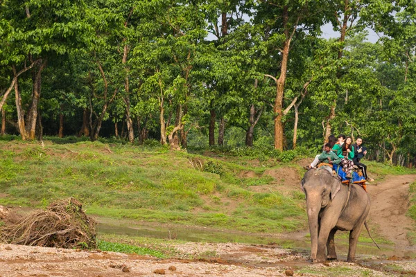 Chitwan Nepal March Elephant Safari 2015 Chitwan Nepal Passeio Elefante — Fotografia de Stock