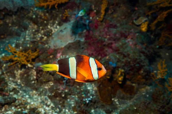 Clownfish Sur Récif Corallien Bali Île — Photo