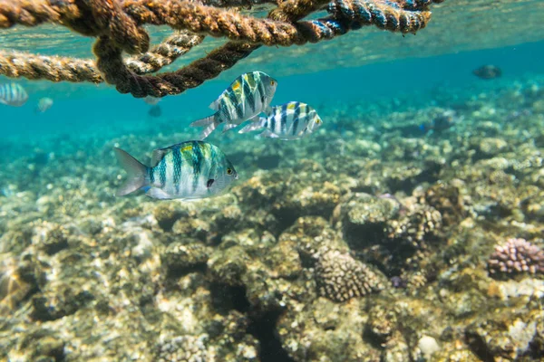 Sergeant major fishes on background of coral reef in Red Sea, Sharm El Sheikh, Egypt