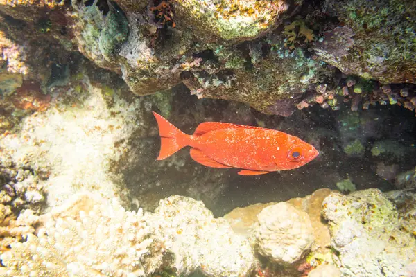 Piękne Korale Red Sea Szarm Szejk Egipt — Zdjęcie stockowe