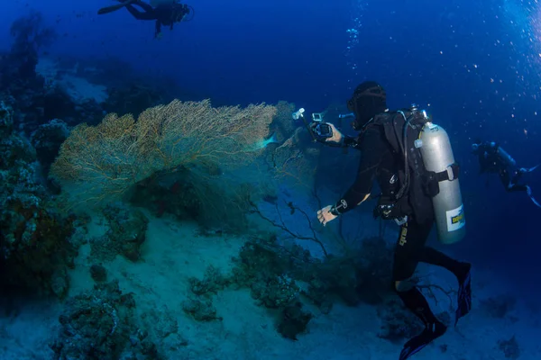 Undervattensvy Dykare Revet Röda Havet Egypten — Stockfoto