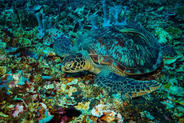 Вид Черепаху Водой Национальном Парке Комодо — стоковое фото