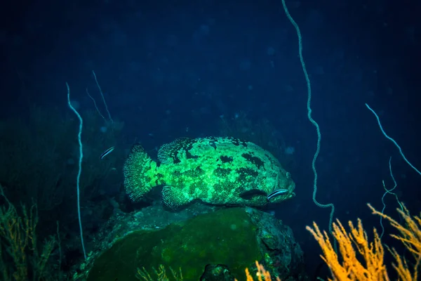 Vista Subacquea Dell Anemone Marino Sulla Barriera Corallina Koh Tao — Foto Stock