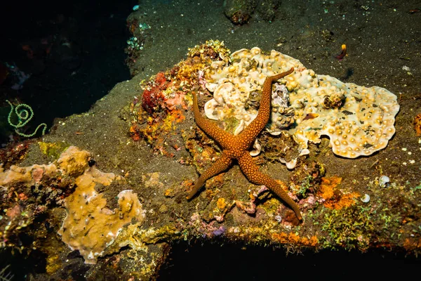 Seastar Στο Μπαλί Κοραλλιών Κήπο Ινδονησία — Φωτογραφία Αρχείου