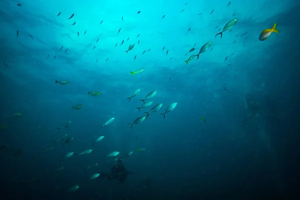 Tonfisk Nära Koh Tao Island — Stockfoto