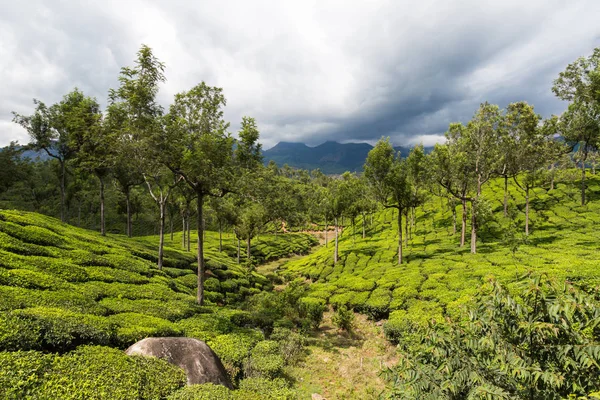 Hermosa Plantación Verde India Provincia Kerala — Foto de Stock