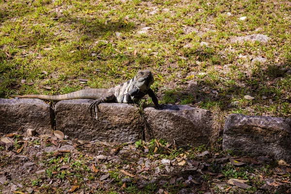 Güneşli Gün Meksika Bahçede Güzel Iguana — Stok fotoğraf