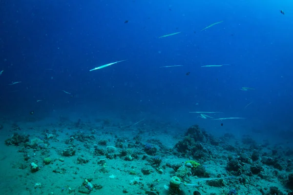 beautiful tropical fishes on background of coral reef in Red Sea, Sharm El Sheikh, Egypt