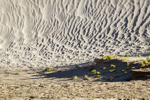 Nubra Tal Wüste 4000 Höhe Himalaya Indien Die Provinz Ladakh — Stockfoto