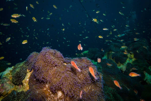 タオ島のサンゴ礁にイソギンチャクの水中ビュー — ストック写真