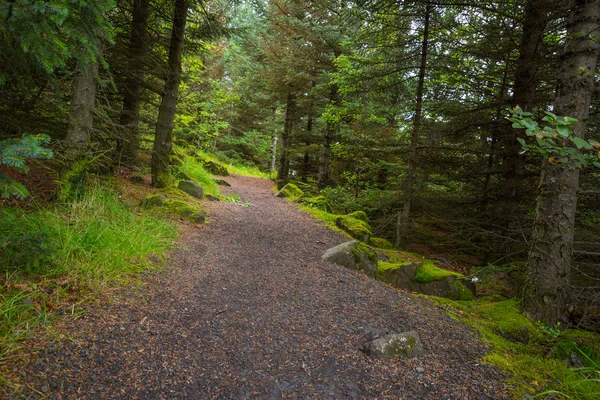 Verbazingwekkende Lege Weg Het Bos Ijsland — Stockfoto