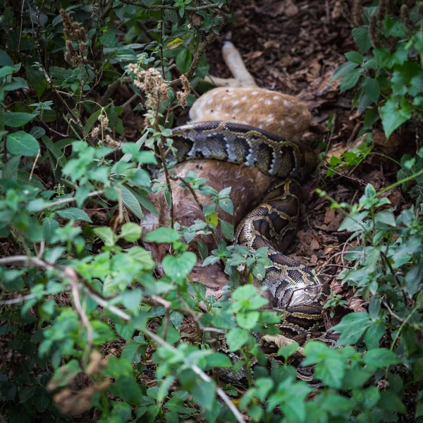 Snake Chitwan Nepal — Stock Photo, Image