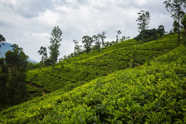 Schöne Grüne Landwirtschaftliche Teeplantage Sri Lanka — Stockfoto