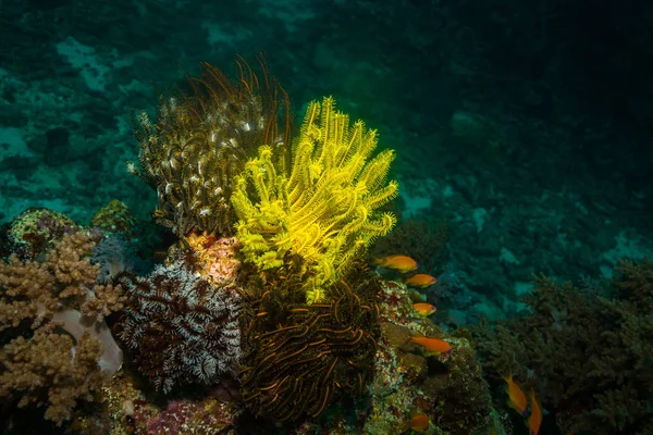 Okyanus Flora Fauna Bali Endonezya Sualtı Çekimi — Stok fotoğraf