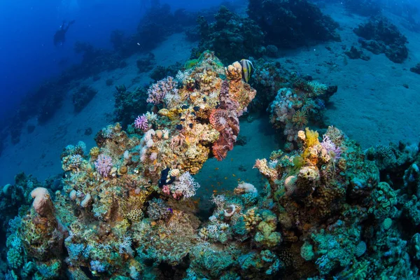 Scorpaena Arrecife Coral Dahab Egipto — Foto de Stock