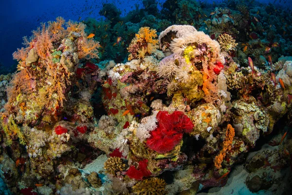 Hermoso Jardín Coral Mar Rojo Sharm Sheikh Egipto — Foto de Stock