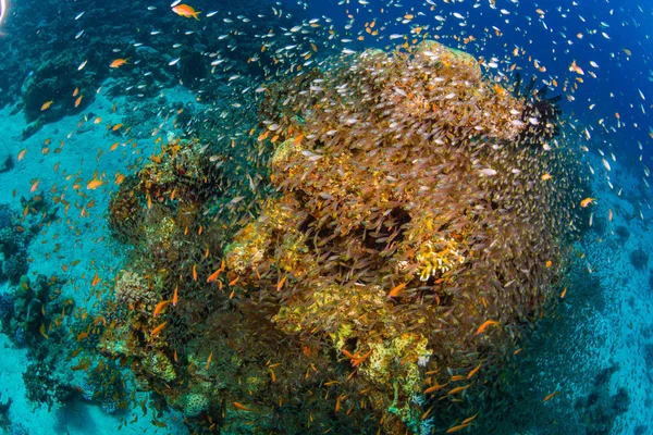 Beaux Poissons Tropicaux Sur Fond Récif Corallien Mer Rouge Sharm — Photo