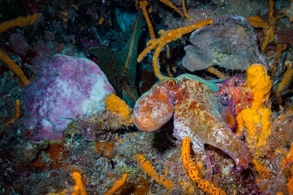 Twee Octopussen Het Rif Van Carebean Zee — Stockfoto