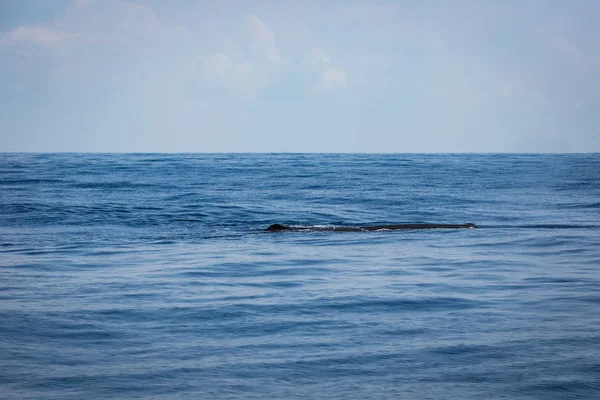 Sri Lanka Balina Izleme — Stok fotoğraf