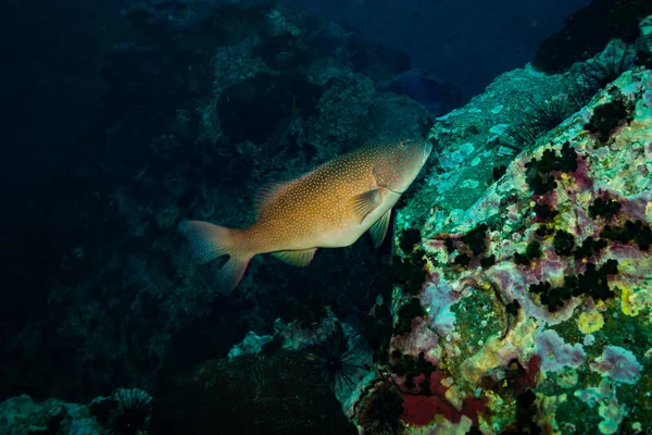 Onderwater Weergave Van Malabar Grouper Buurt Van Koh Tao Eiland — Stockfoto
