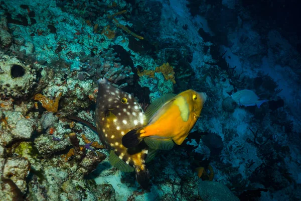 Vista Submarina Los Peces Hermoso Arrecife Coral Cerca Isla Cozumel — Foto de Stock