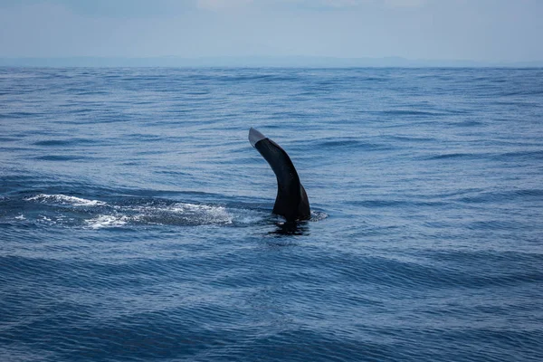 Walvis Spotten Sri Lanka — Stockfoto