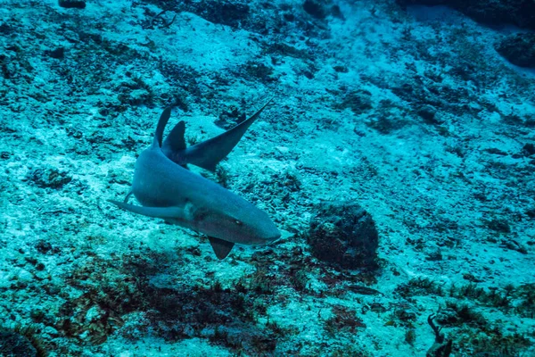 Podwodne Widok Pielęgniarka Shark Reef Wyspa Cozumel — Zdjęcie stockowe