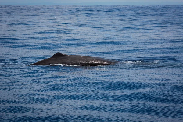 Walvis Spotten Sri Lanka — Stockfoto