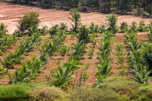 Barrio Agrícola Kerala India Del Sur — Foto de Stock