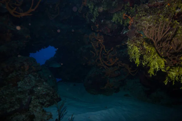 Brote Submarino Flora Fauna Oceánica Bali Indonesia — Foto de Stock