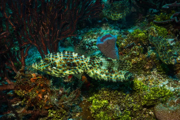 Podvodní Pohled Ryb Krásný Korálový Útes Nedaleko Ostrova Cozumel — Stock fotografie