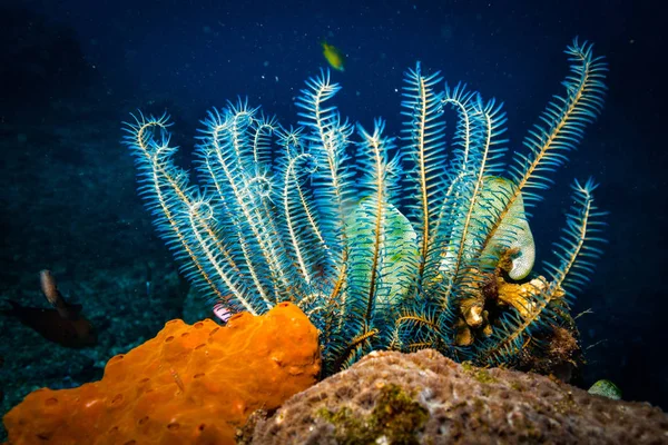 Coral Garden Bali Indonezja — Zdjęcie stockowe