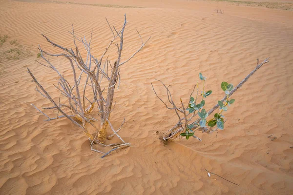 Пустеля Єднаних Арабських Еміратах — стокове фото