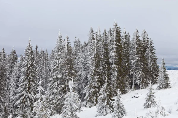 Vackert Vinterlandskap Snötäckta Ukrainska Karpaterna Bergen — Stockfoto