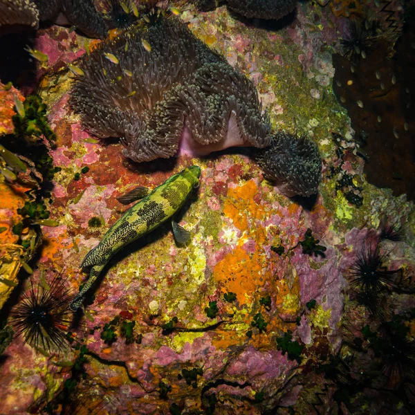 Underwater View Beautiful Fish Reef Kot Tao Island Thailand — Stock Photo, Image