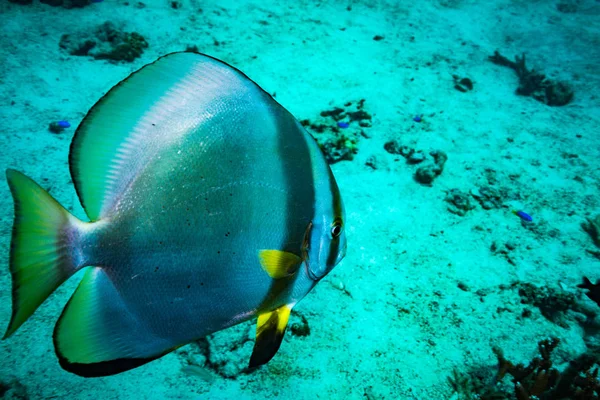 Bellissimo Batfish Sulla Barriera Corallina Koh Tao Thailandia — Foto Stock