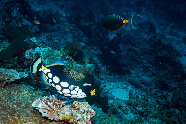 Brote Submarino Flora Fauna Oceánica Bali Indonesia — Foto de Stock