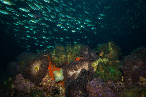 Underwater view of fishes near Koh Tao island, thailand