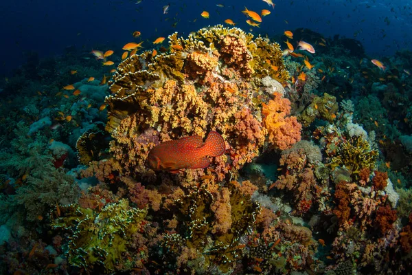 Coral grouper on beautiful reef of the Red Sea