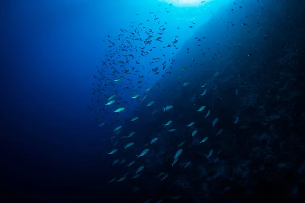 Тропические Рыбы Голубой Воде Красном Море Шарм Эль Шейх Египет — стоковое фото