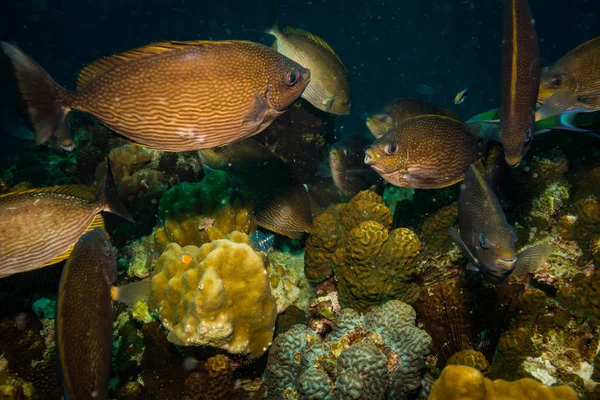 Υποβρύχια Προβολή Των Όμορφων Ψαριών Κοντά Kot Τάο Ταϊλάνδη — Φωτογραφία Αρχείου