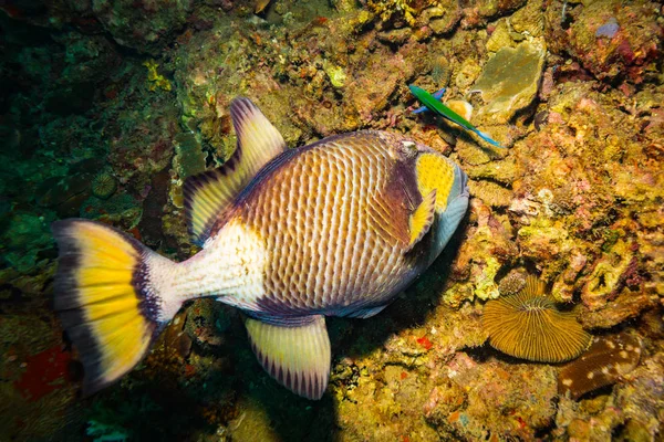 Όμορφο Μεγάλο Triggerfish Κοντά Στο Νησί Τάο Ταϊλάνδη — Φωτογραφία Αρχείου