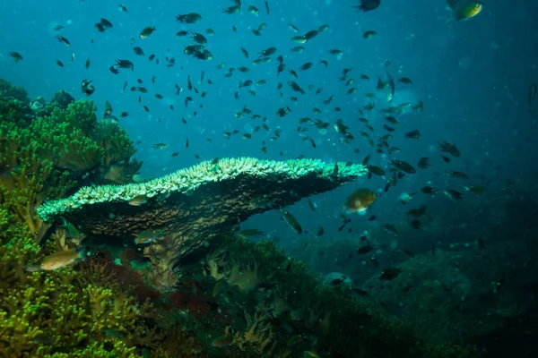 Beautiful Coral Reef Koh Tao Island Thailand — Stock Photo, Image