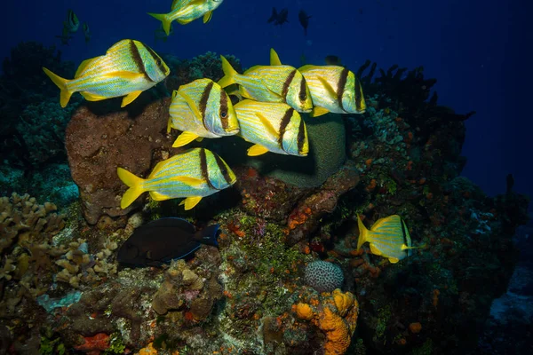 インドネシア バリ島の海洋動植物の水中撮影 — ストック写真